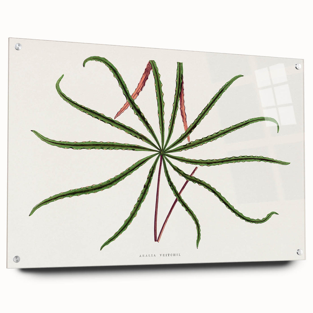 Romanticism Art: "Aralia Veitchii Leaf" by Alexander Lydon