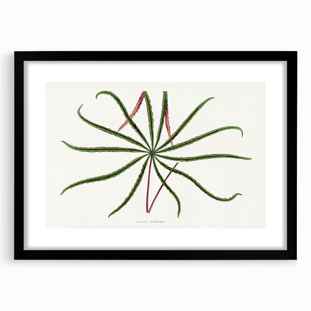 Romanticism Art: "Aralia Veitchii Leaf" by Alexander Lydon