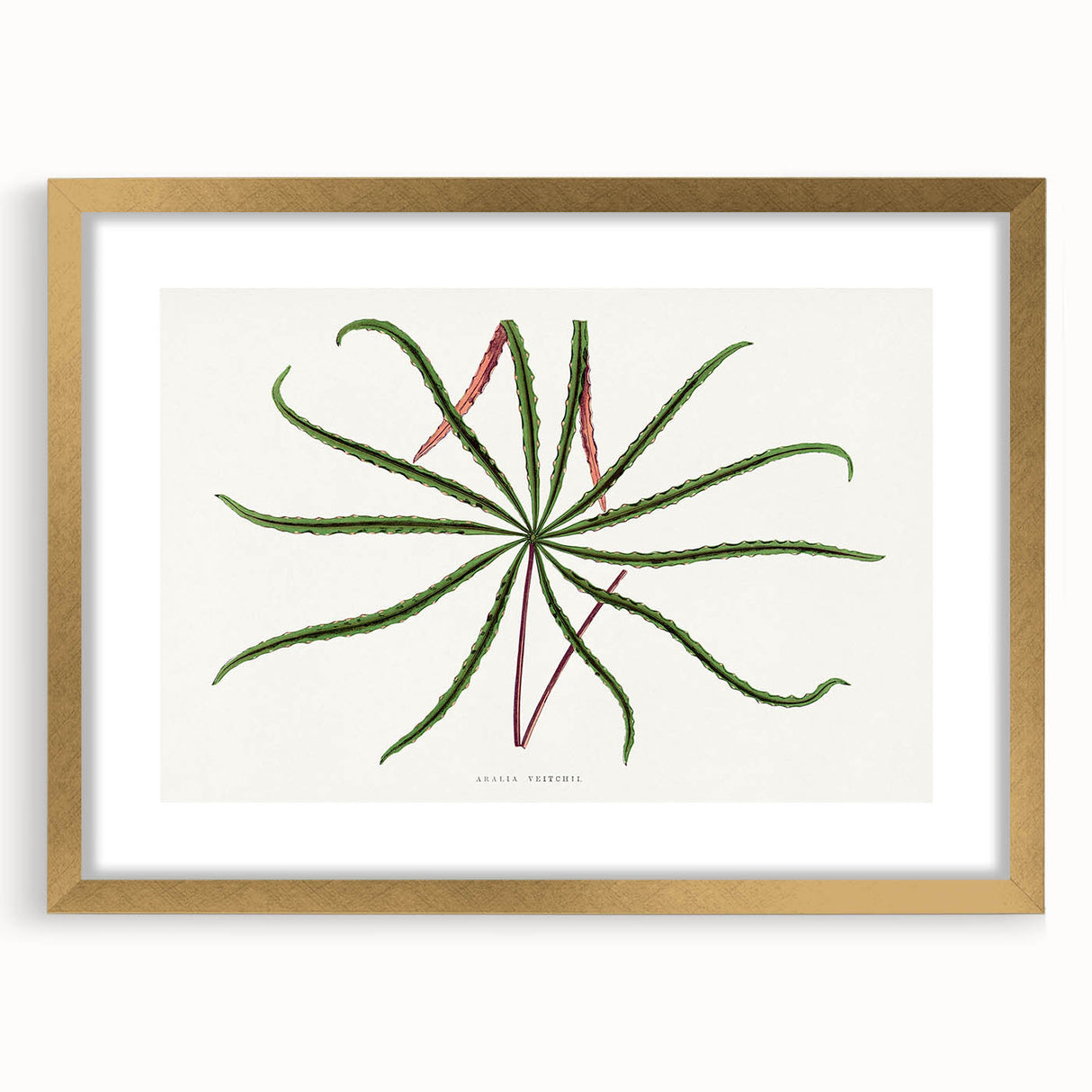 Romanticism Art: "Aralia Veitchii Leaf" by Alexander Lydon