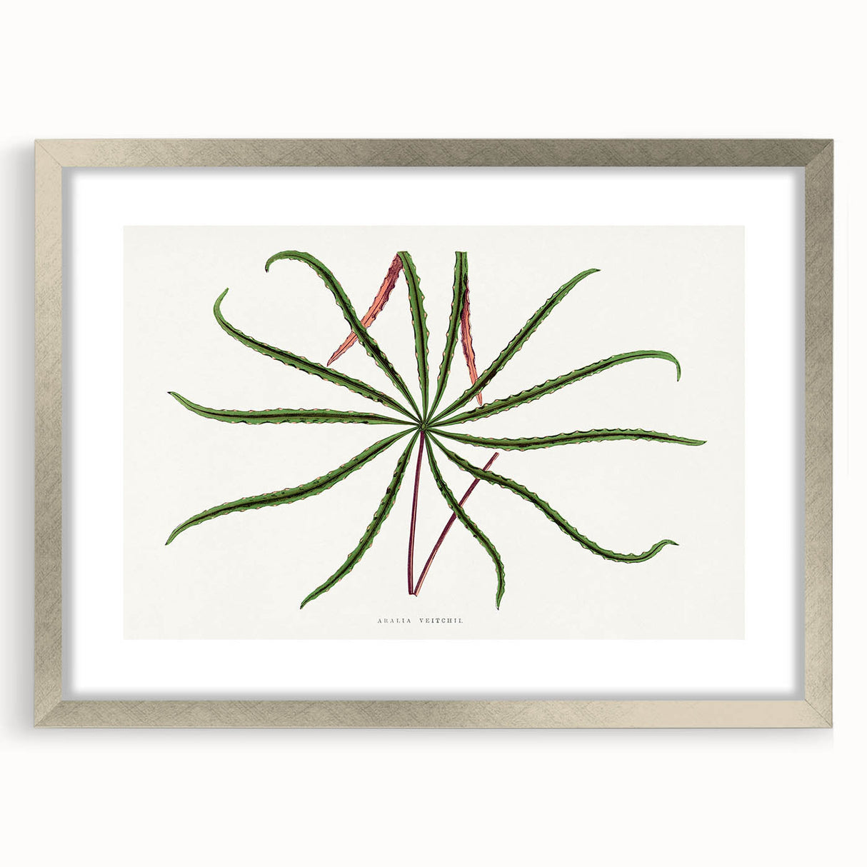 Romanticism Art: "Aralia Veitchii Leaf" by Alexander Lydon