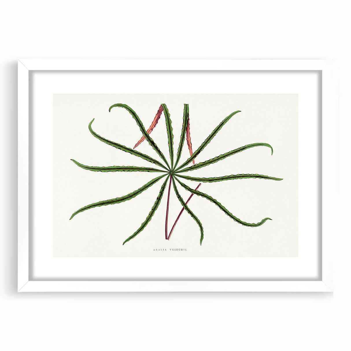 Romanticism Art: "Aralia Veitchii Leaf" by Alexander Lydon