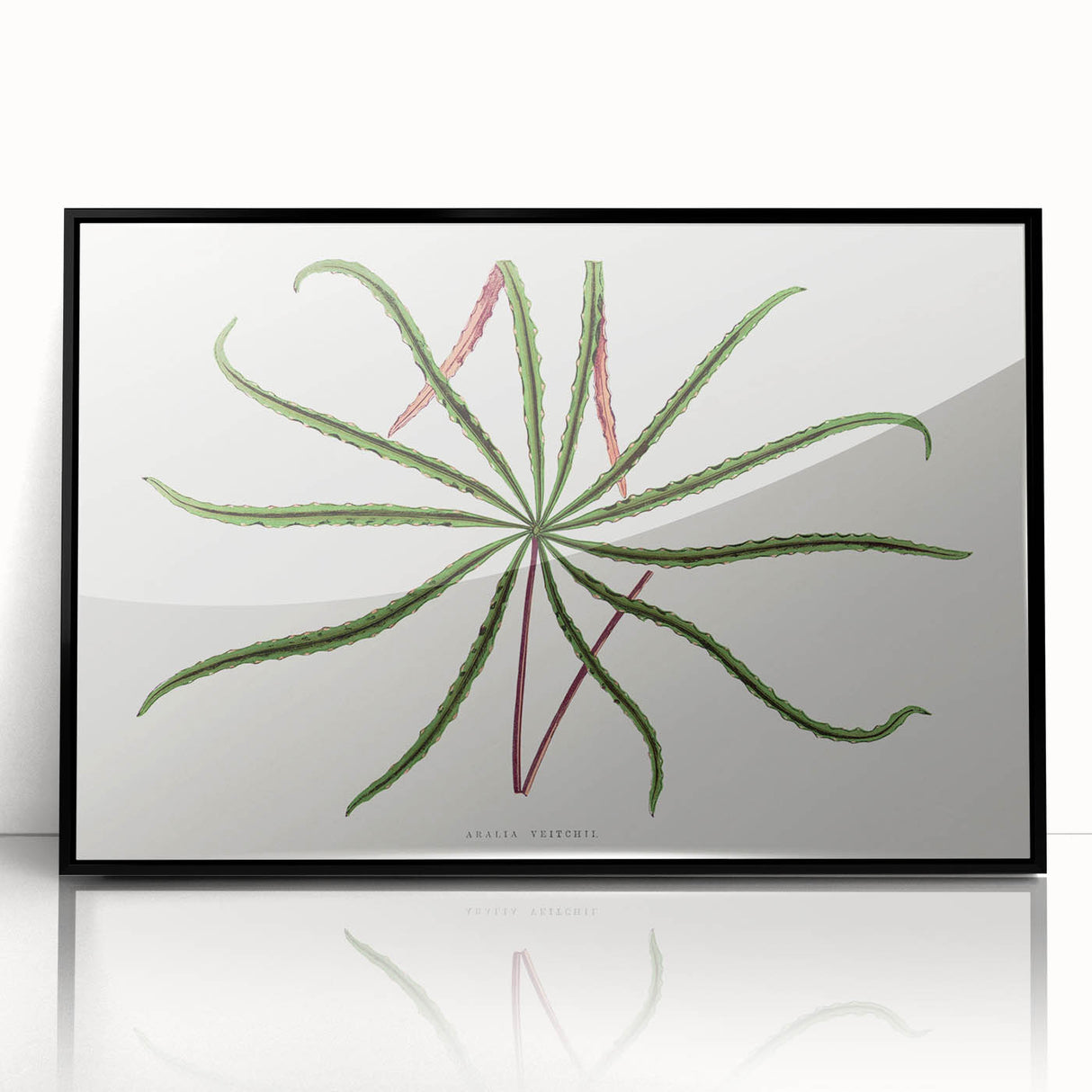 Romanticism Art: "Aralia Veitchii Leaf" by Alexander Lydon