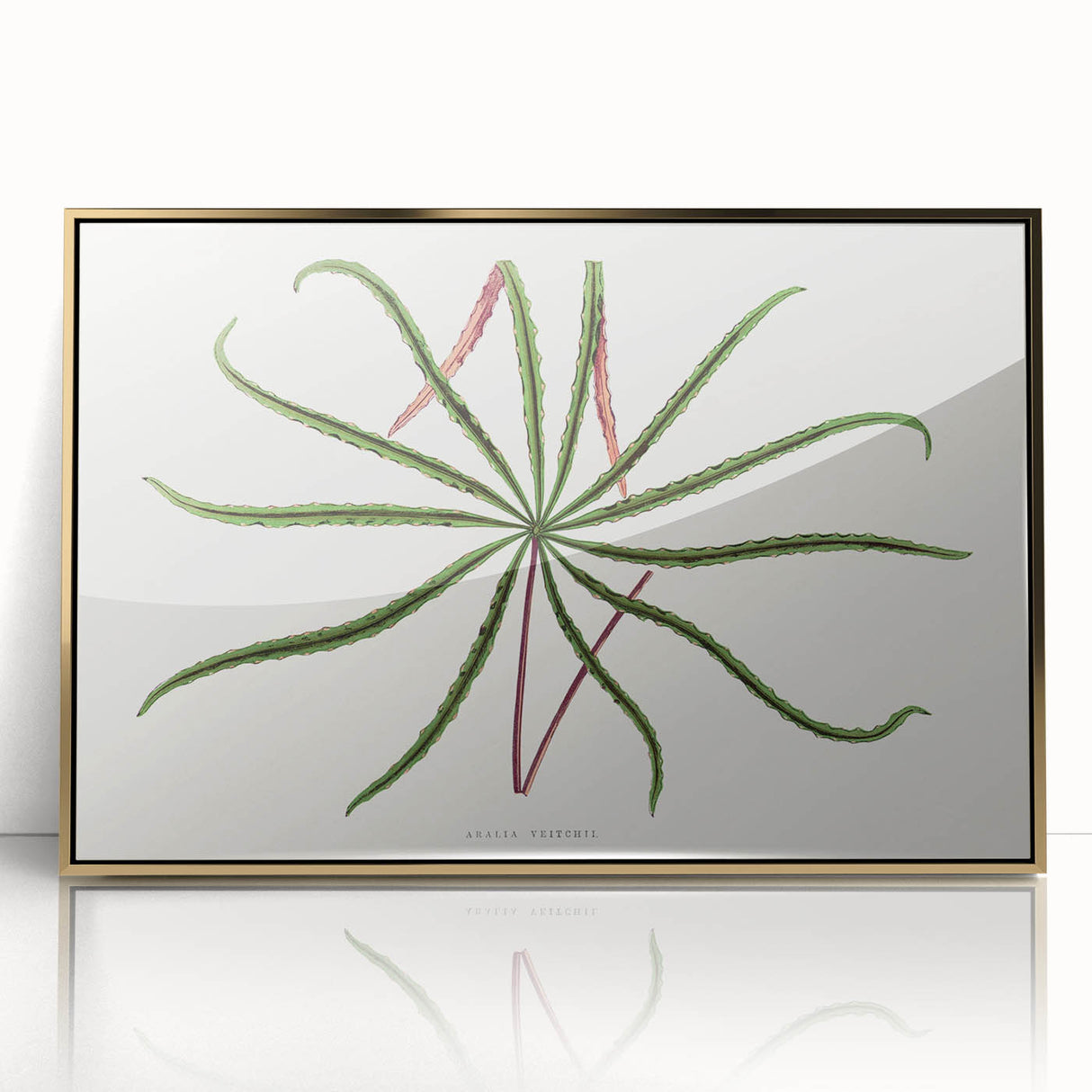 Romanticism Art: "Aralia Veitchii Leaf" by Alexander Lydon