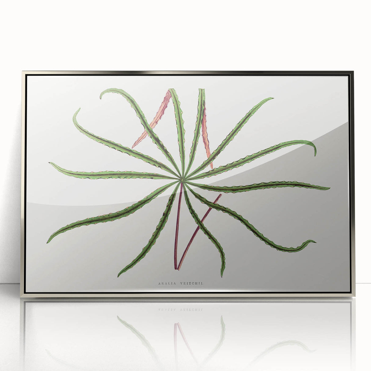 Romanticism Art: "Aralia Veitchii Leaf" by Alexander Lydon