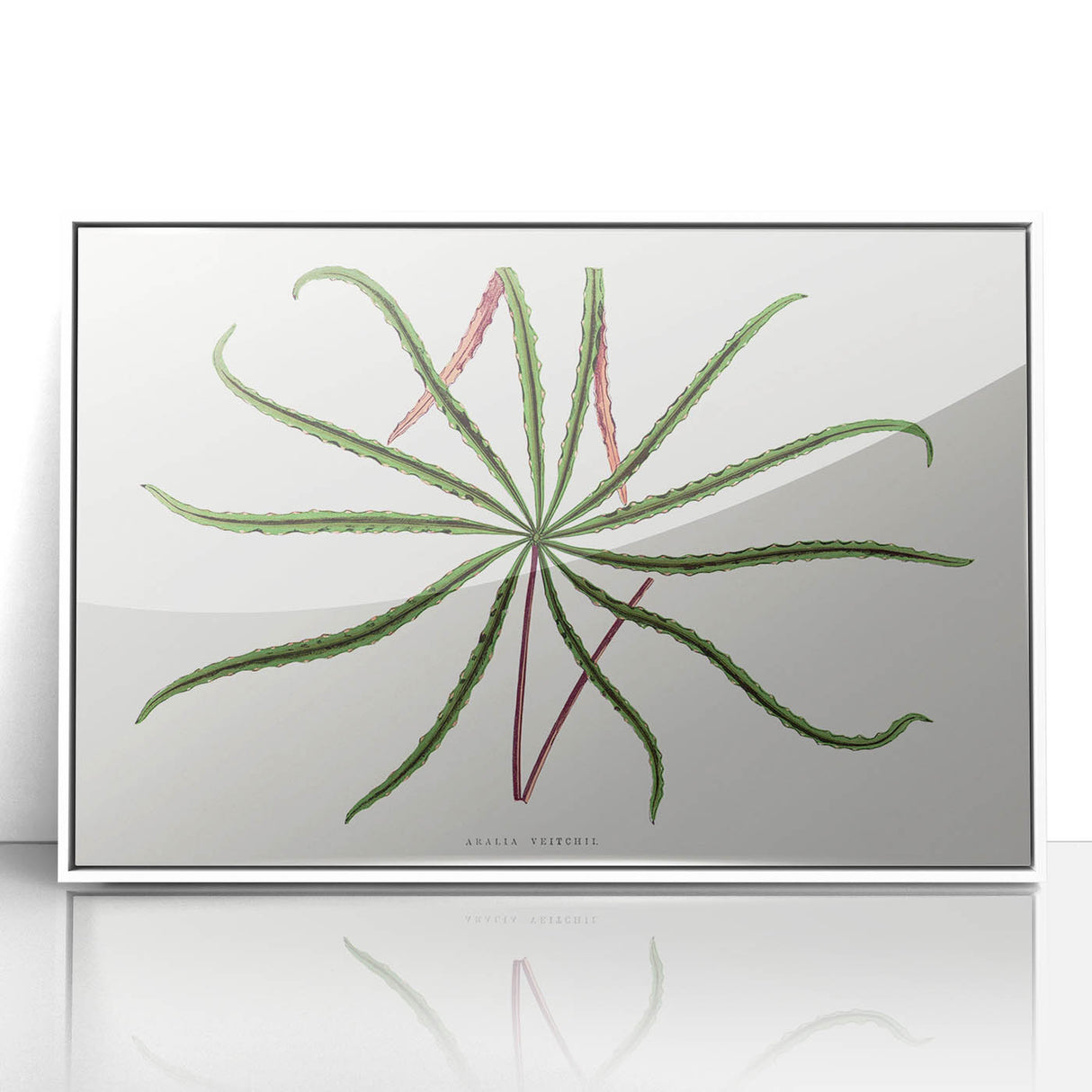 Romanticism Art: "Aralia Veitchii Leaf" by Alexander Lydon