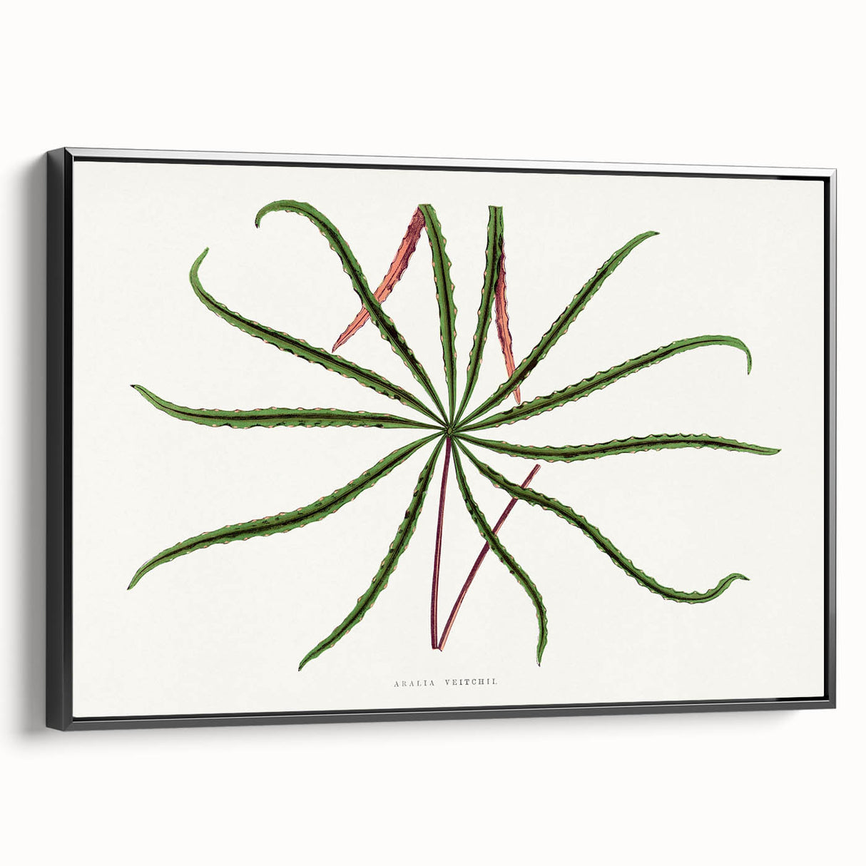 Romanticism Art: "Aralia Veitchii Leaf" by Alexander Lydon