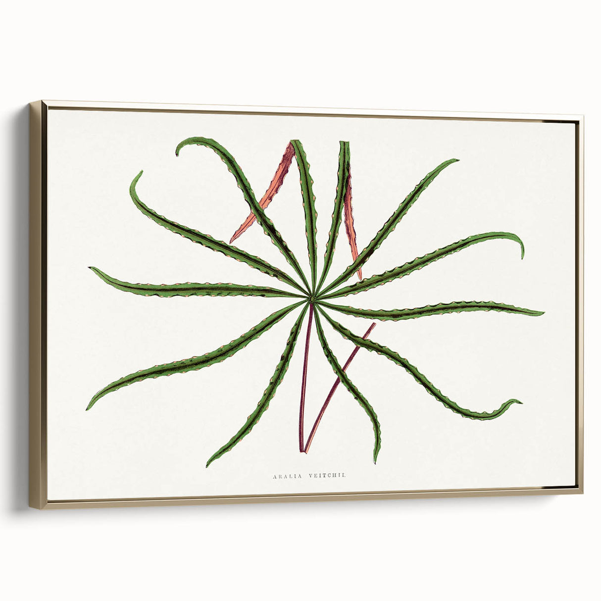 Romanticism Art: "Aralia Veitchii Leaf" by Alexander Lydon