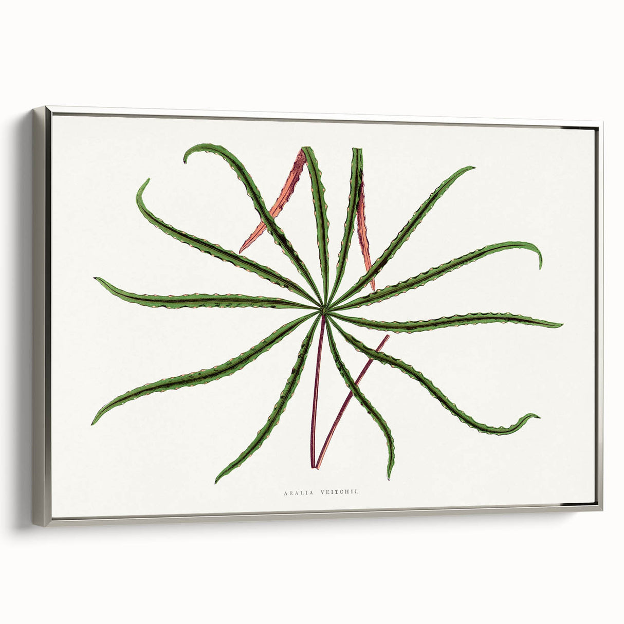 Romanticism Art: "Aralia Veitchii Leaf" by Alexander Lydon