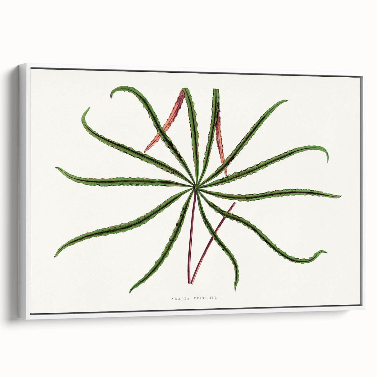 Romanticism Art: "Aralia Veitchii Leaf" by Alexander Lydon