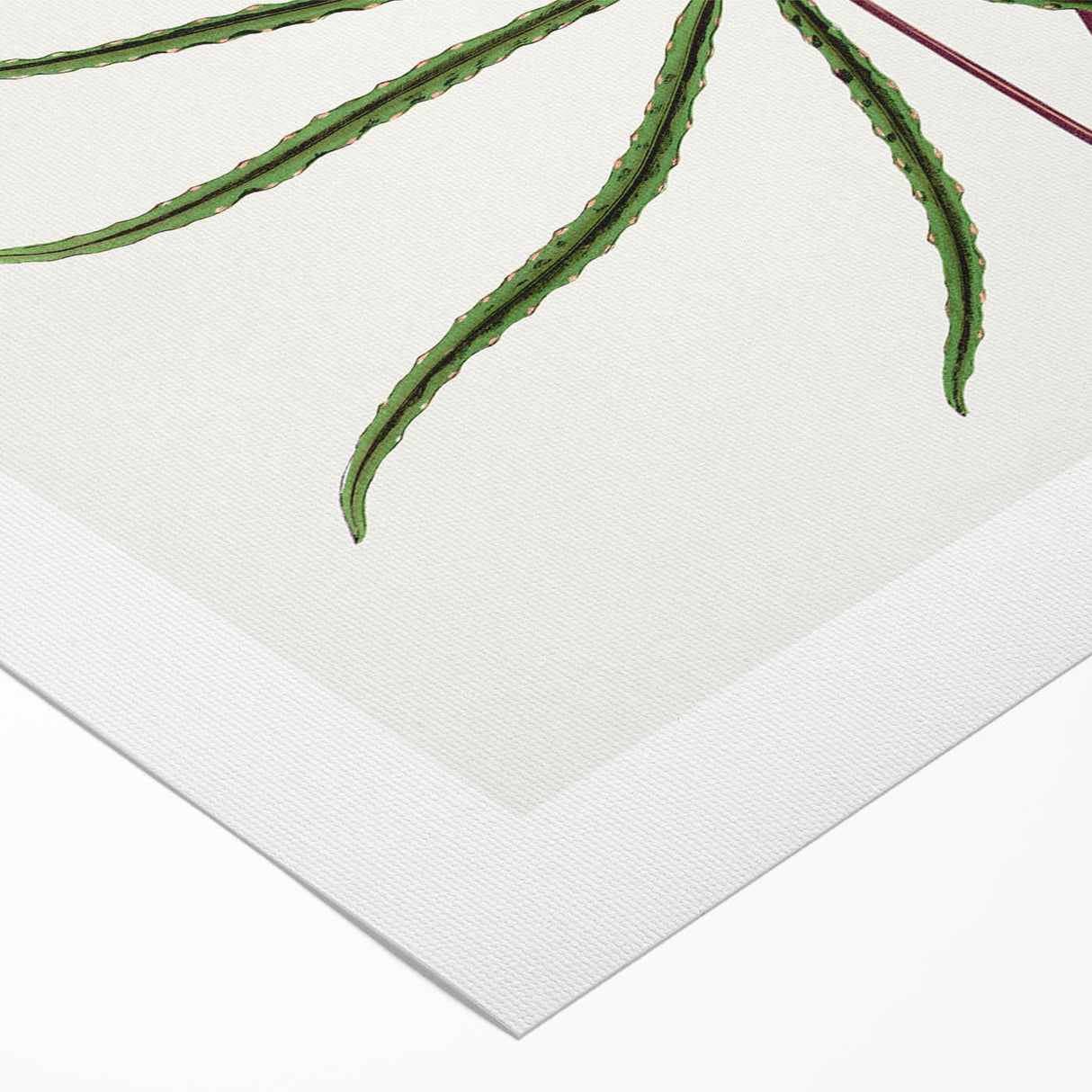 Romanticism Art: "Aralia Veitchii Leaf" by Alexander Lydon