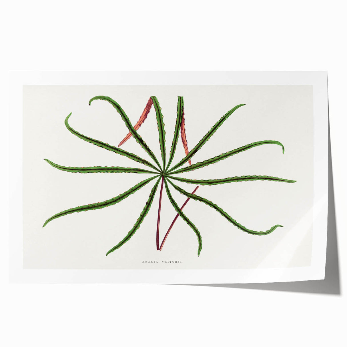 Romanticism Art: "Aralia Veitchii Leaf" by Alexander Lydon