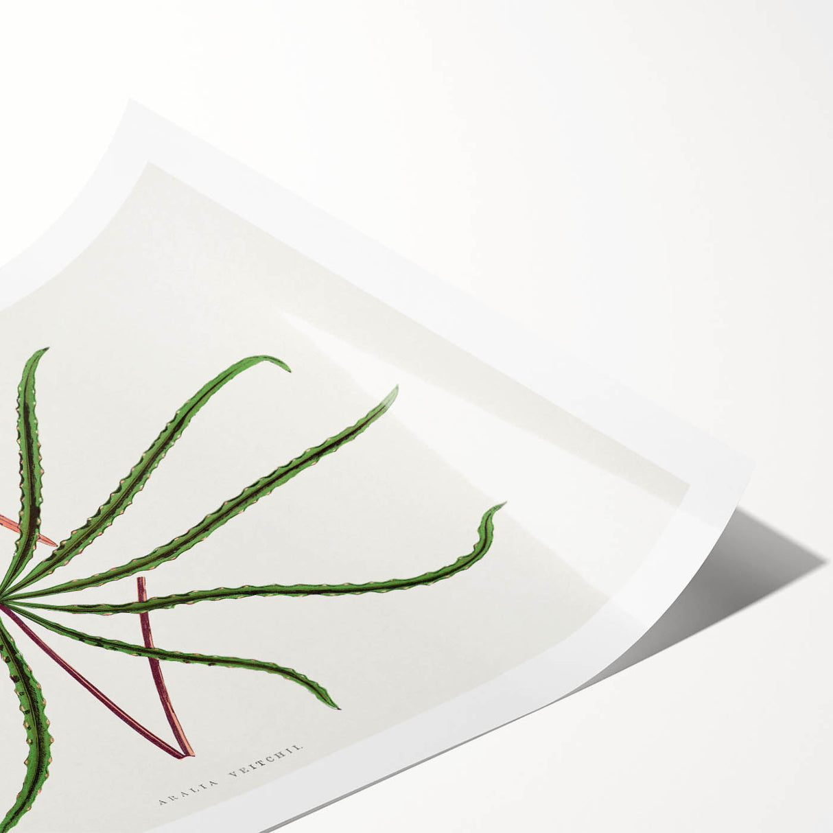 Romanticism Art: "Aralia Veitchii Leaf" by Alexander Lydon