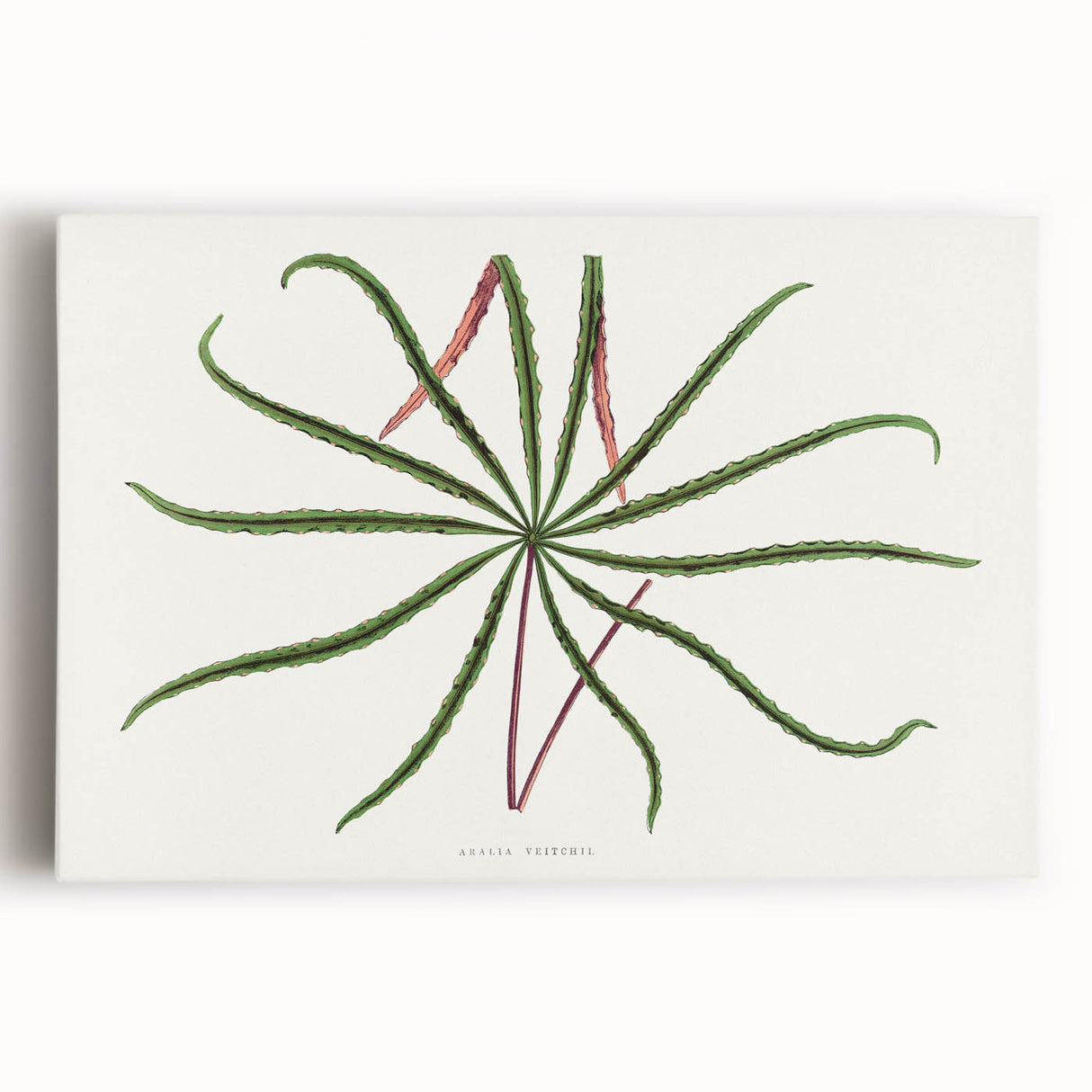 Romanticism Art: "Aralia Veitchii Leaf" by Alexander Lydon