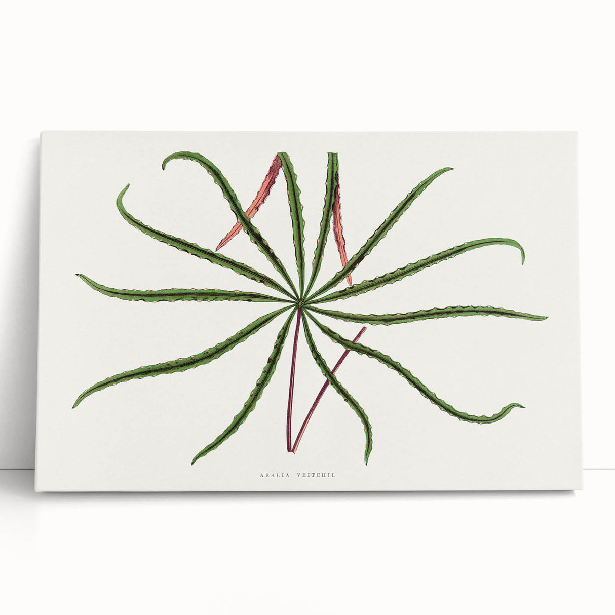 Romanticism Art: "Aralia Veitchii Leaf" by Alexander Lydon