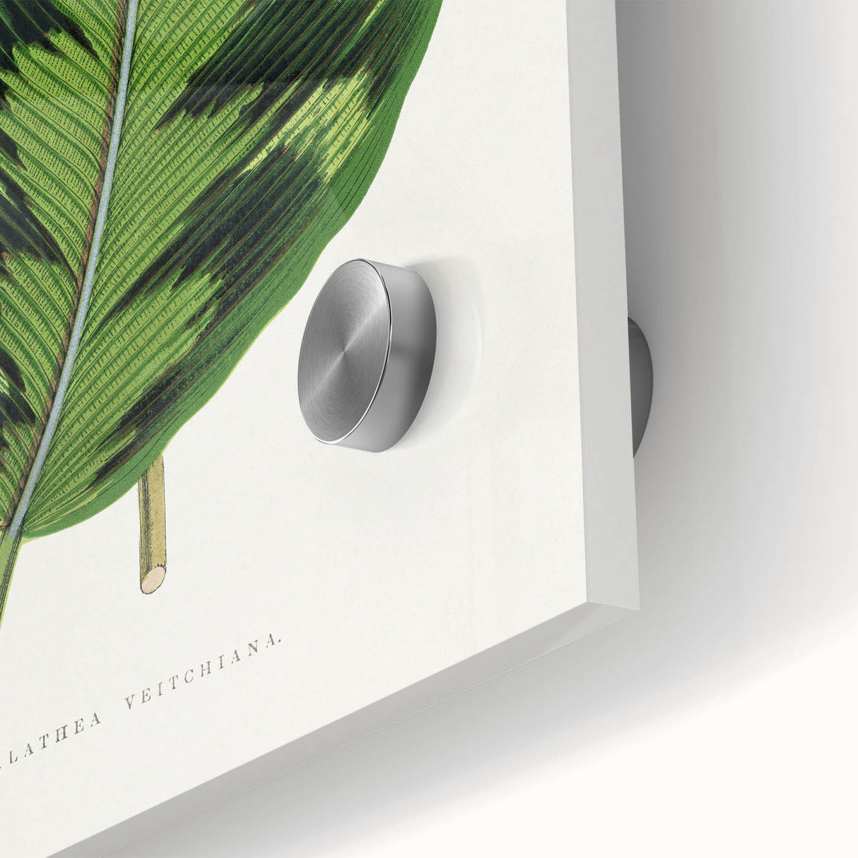 Romanticism Art - Calathea Veitchiana Leaf Illustration Print