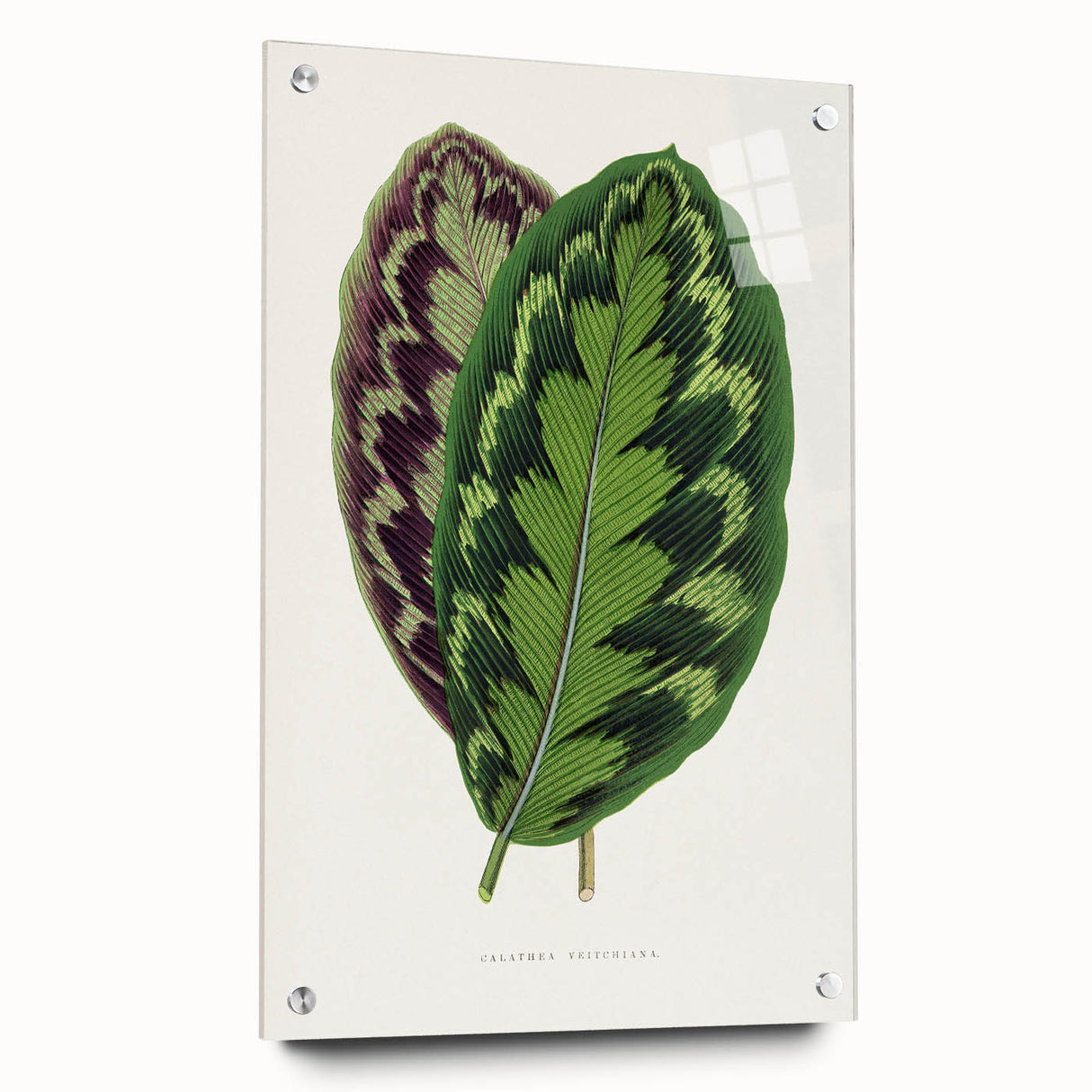 Romanticism Art - Calathea Veitchiana Leaf Illustration Print