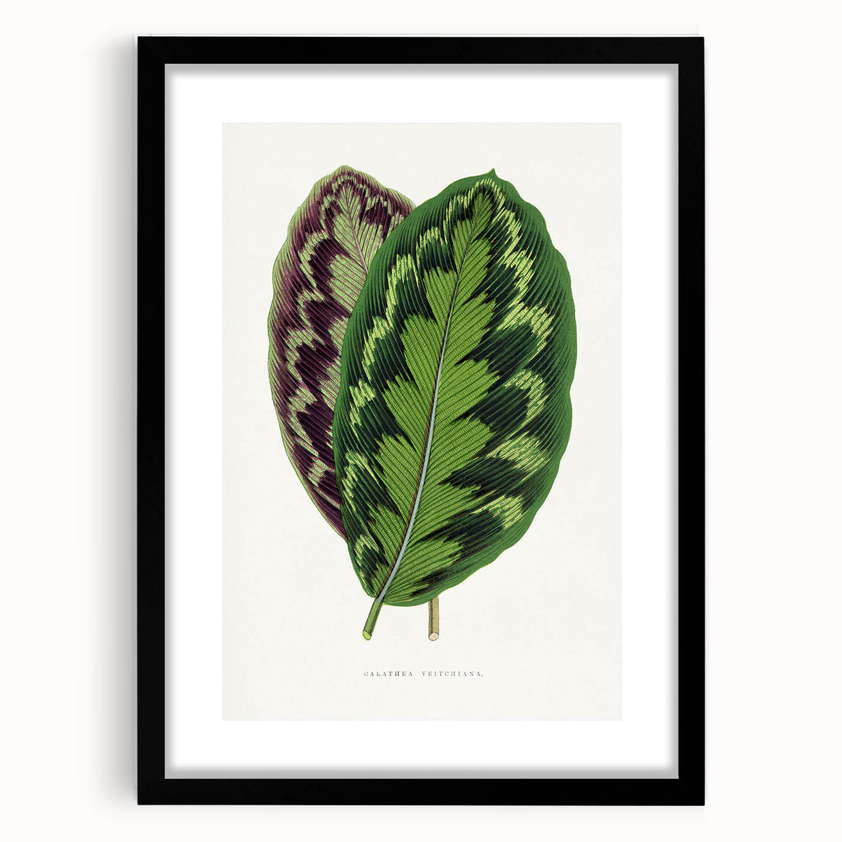 Romanticism Art - Calathea Veitchiana Leaf Illustration Print