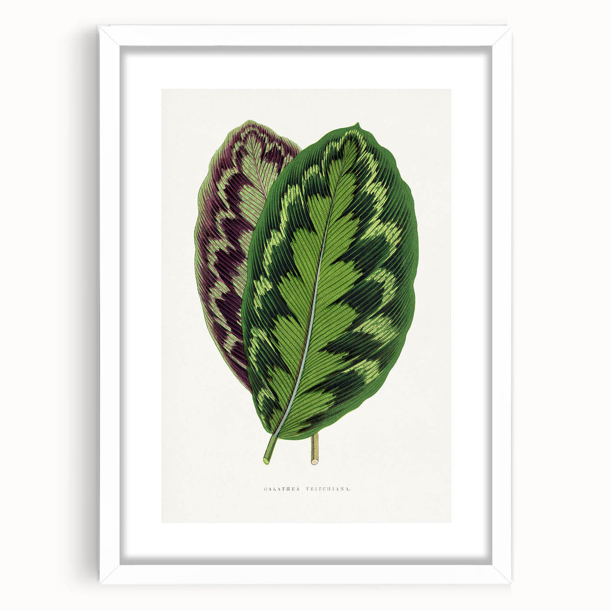 Romanticism Art - Calathea Veitchiana Leaf Illustration Print