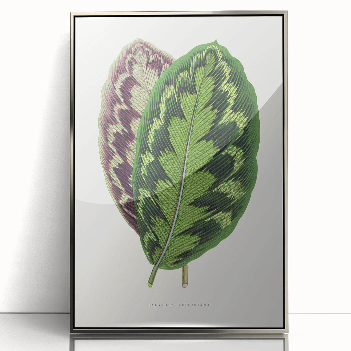 Romanticism Art - Calathea Veitchiana Leaf Illustration Print