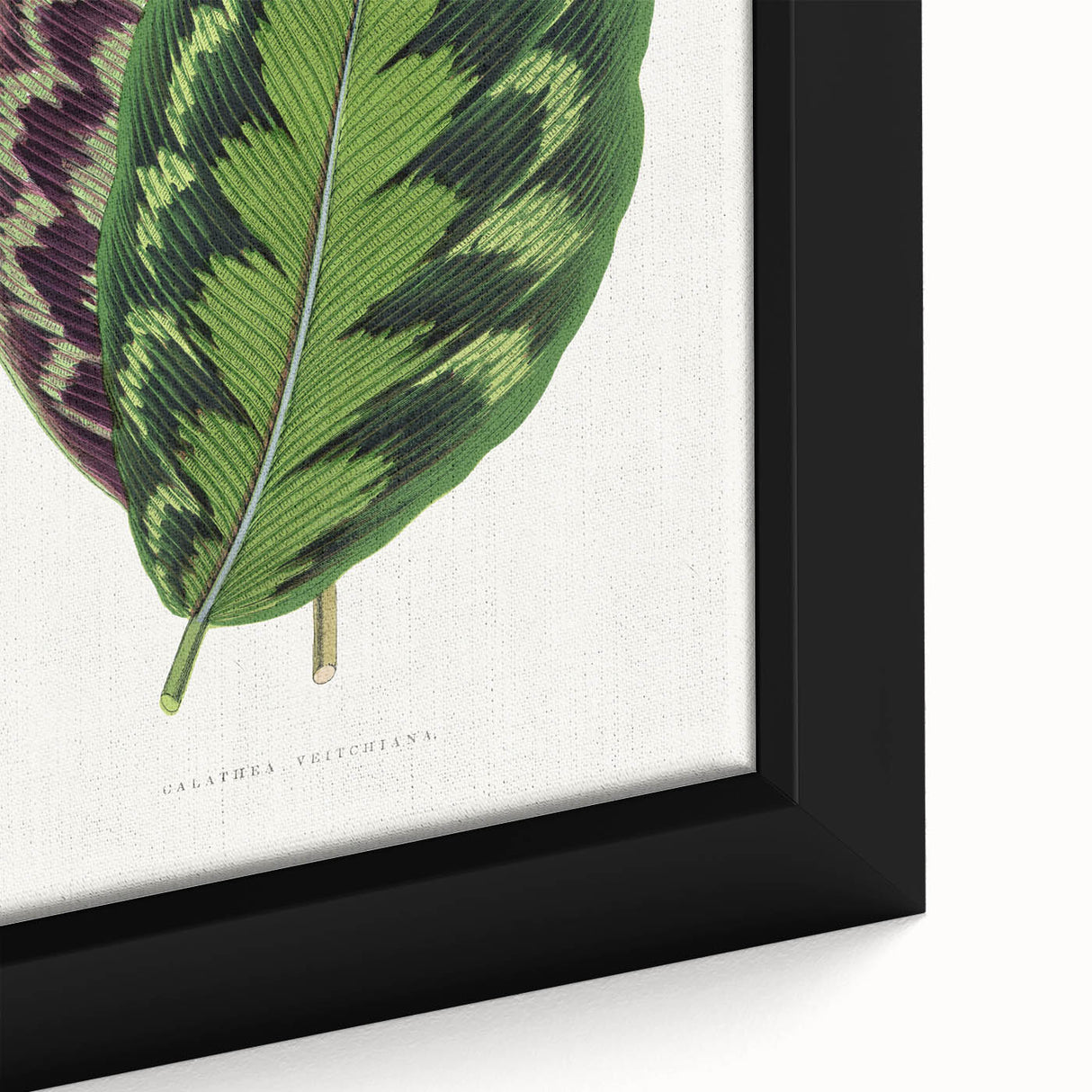 Romanticism Art - Calathea Veitchiana Leaf Illustration Print