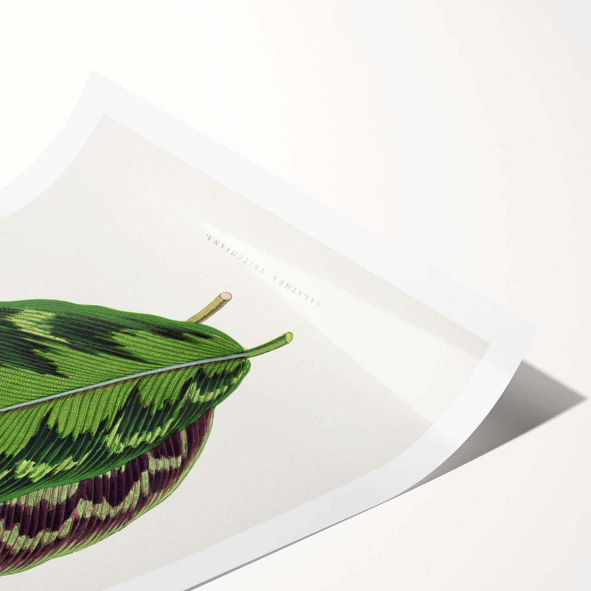 Romanticism Art - Calathea Veitchiana Leaf Illustration Print