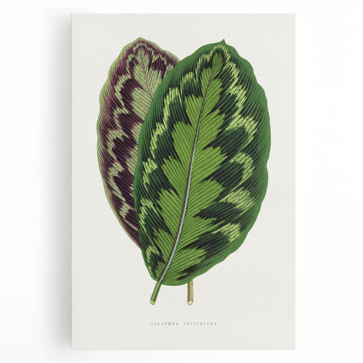 Romanticism Art - Calathea Veitchiana Leaf Illustration Print