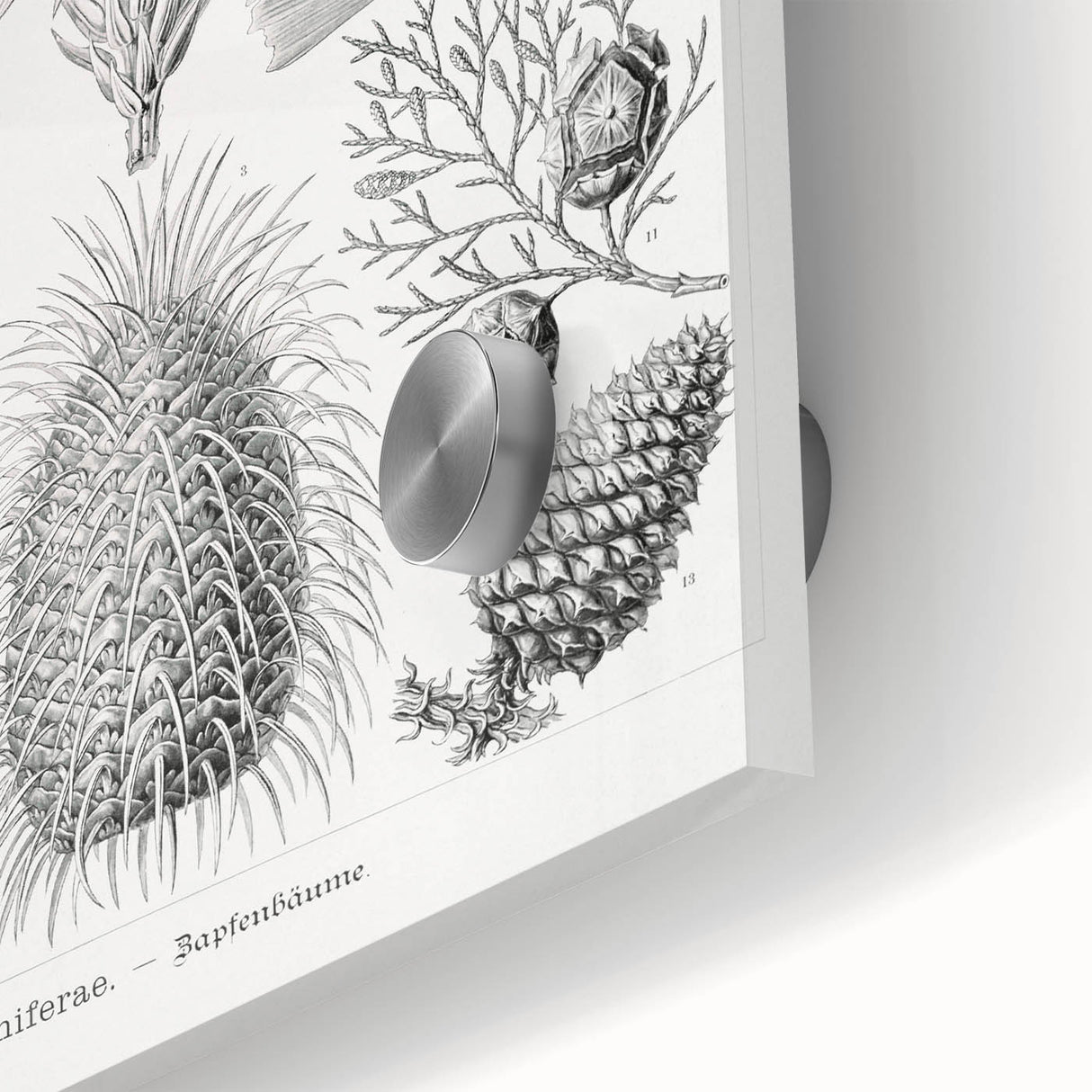 Modern Conifer Botanical Wall Art - Abstract Modern Art Prints