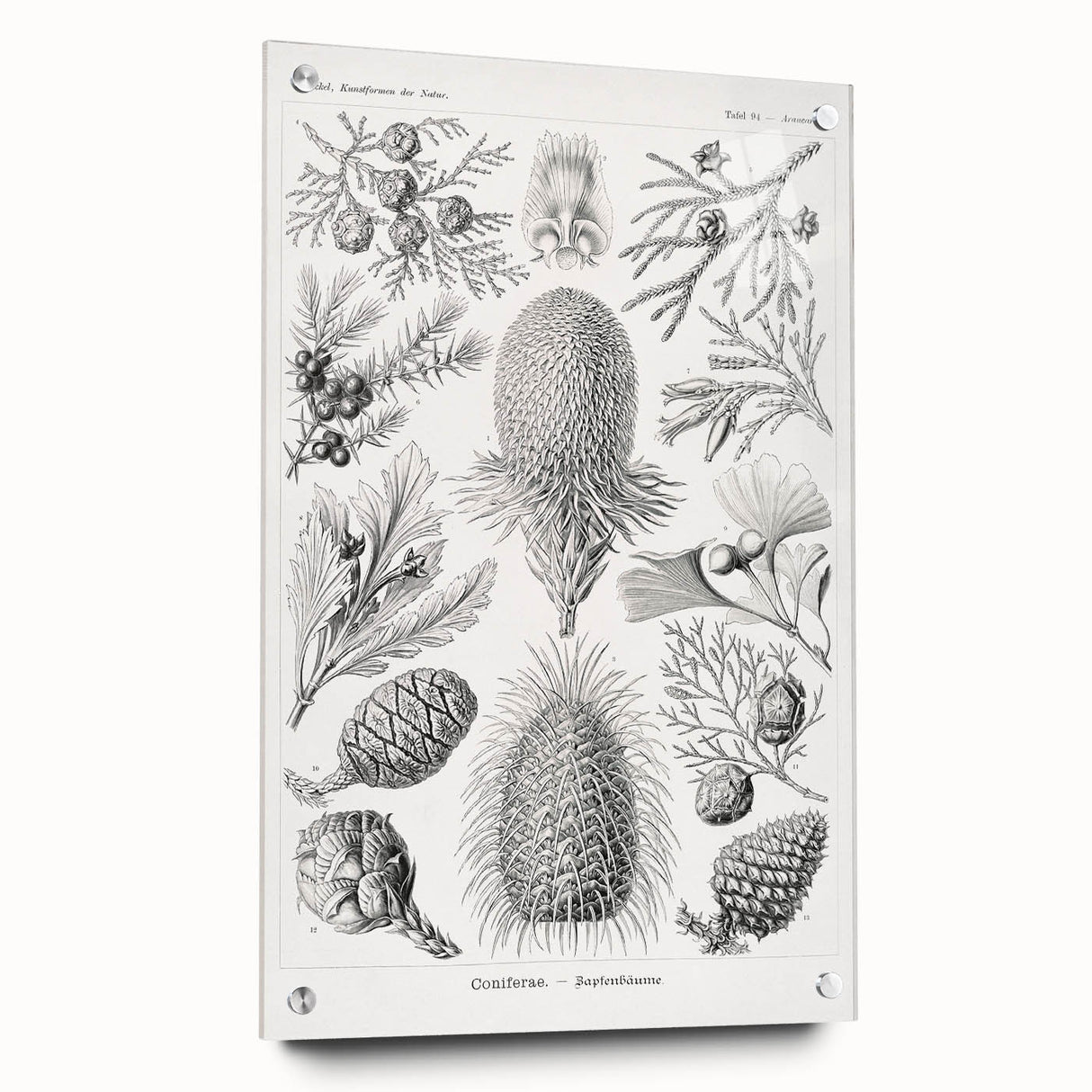 Modern Conifer Botanical Wall Art - Abstract Modern Art Prints