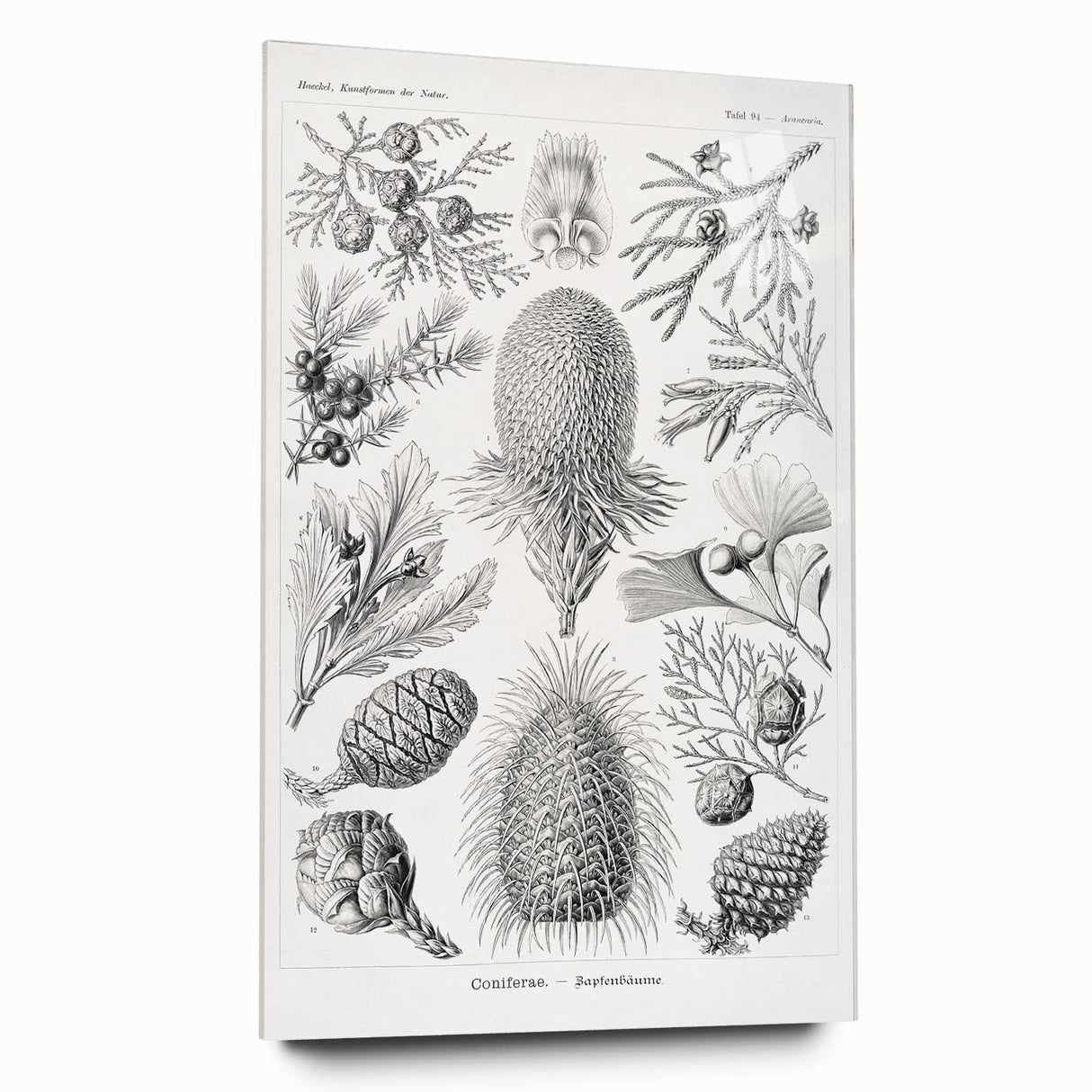 Modern Conifer Botanical Wall Art - Abstract Modern Art Prints