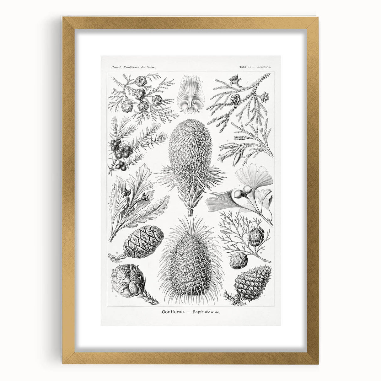 Modern Conifer Botanical Wall Art - Abstract Modern Art Prints