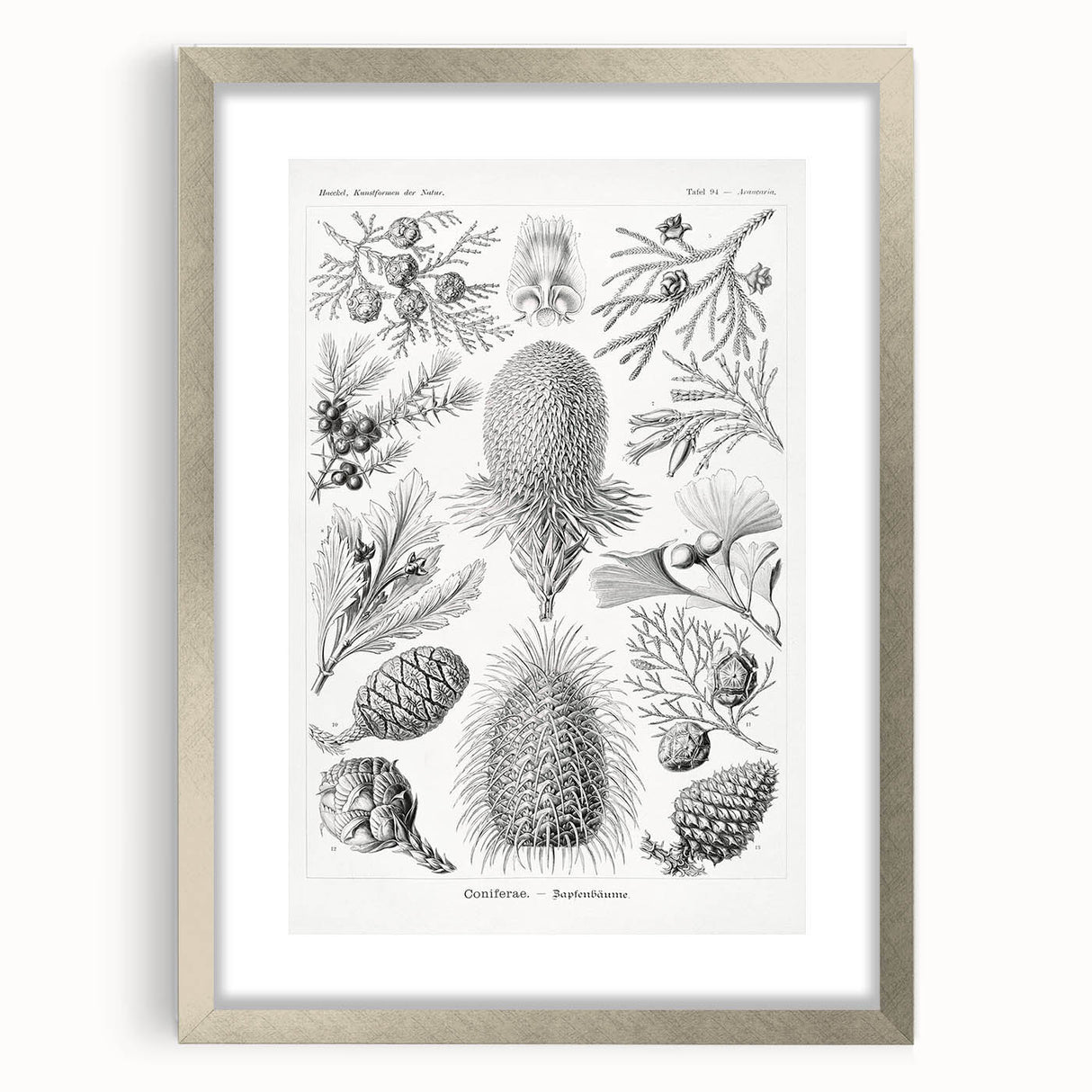 Modern Conifer Botanical Wall Art - Abstract Modern Art Prints