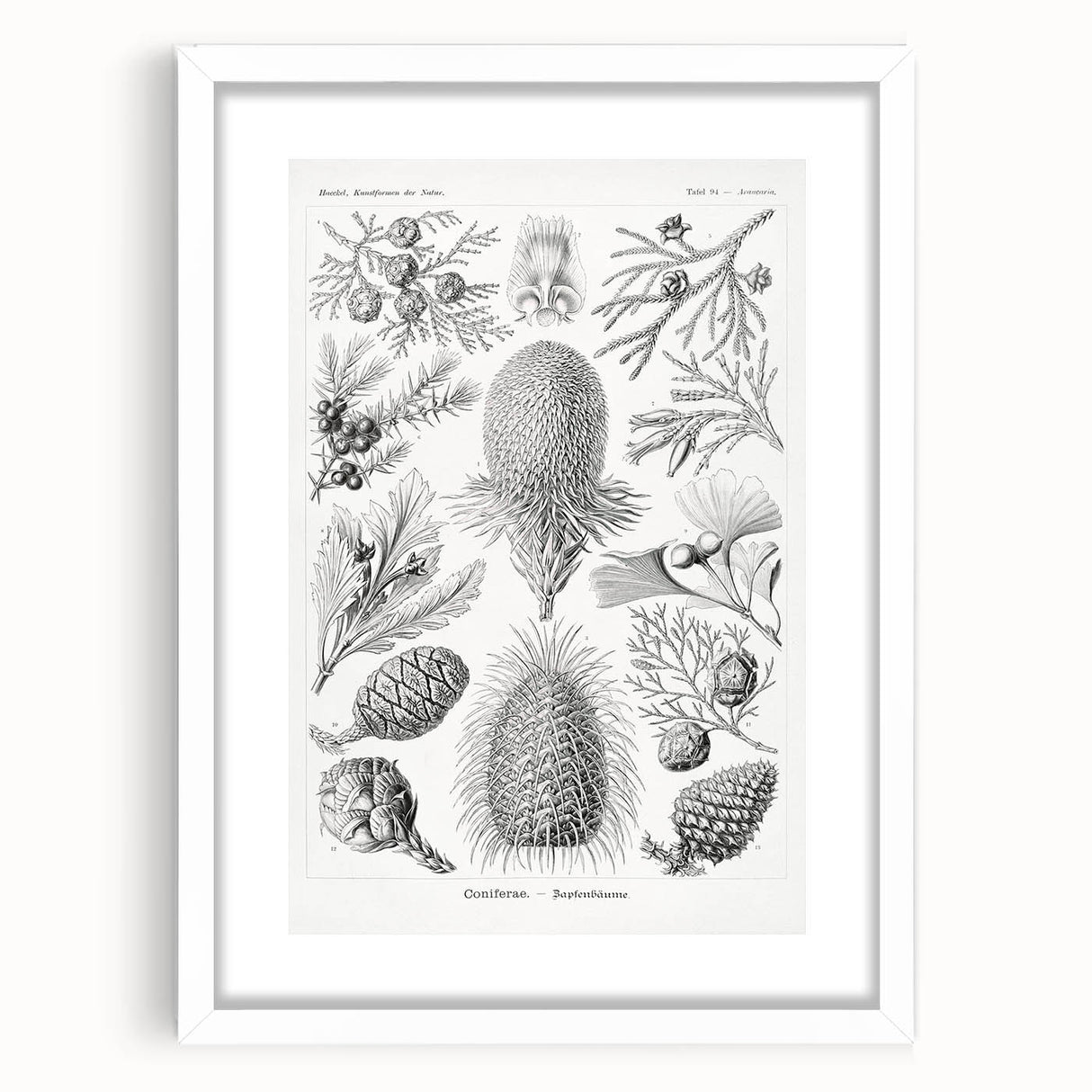 Modern Conifer Botanical Wall Art - Abstract Modern Art Prints