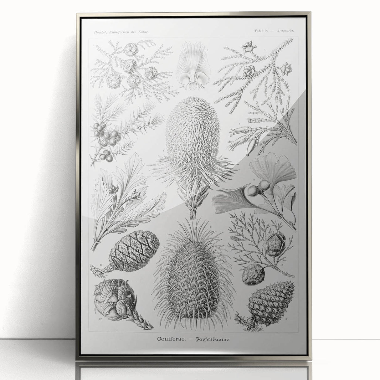 Modern Conifer Botanical Wall Art - Abstract Modern Art Prints