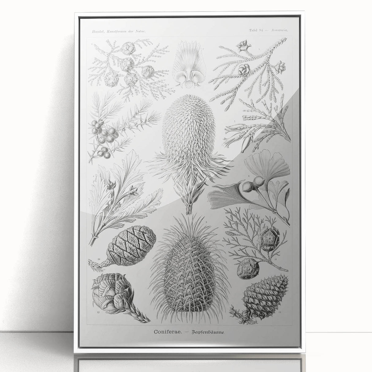 Modern Conifer Botanical Wall Art - Abstract Modern Art Prints