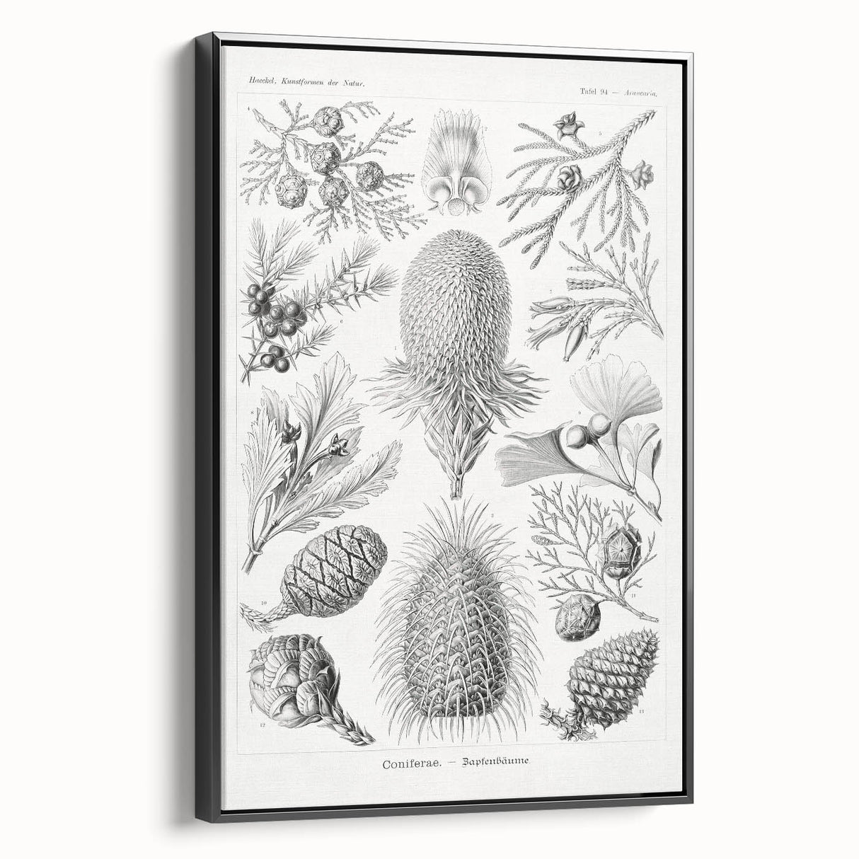 Modern Conifer Botanical Wall Art - Abstract Modern Art Prints
