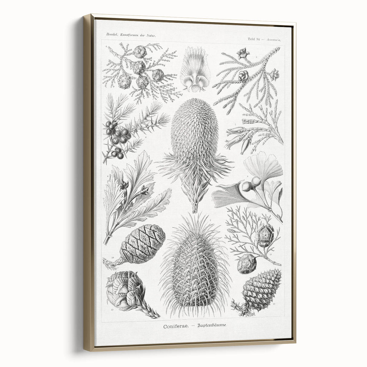 Modern Conifer Botanical Wall Art - Abstract Modern Art Prints