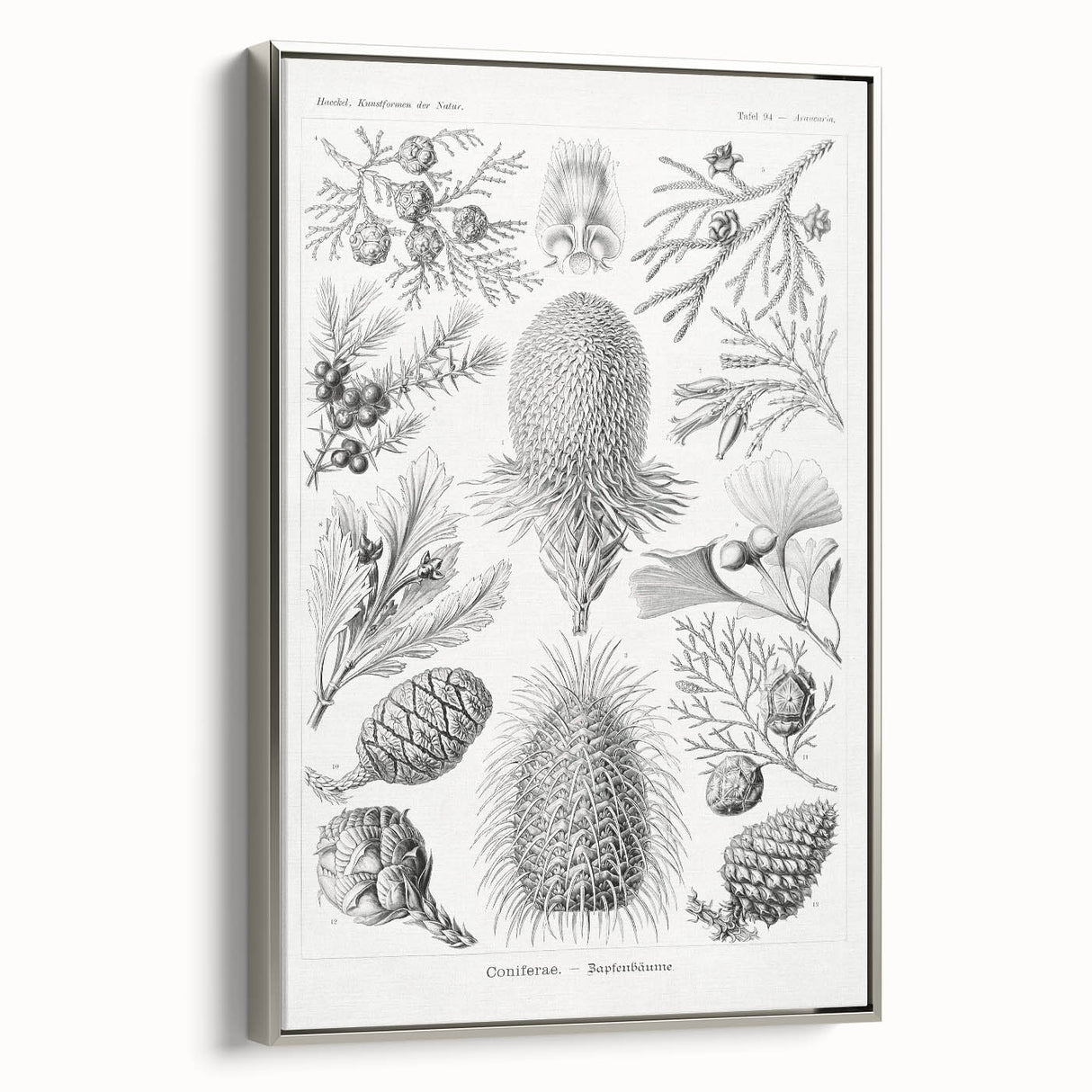 Modern Conifer Botanical Wall Art - Abstract Modern Art Prints