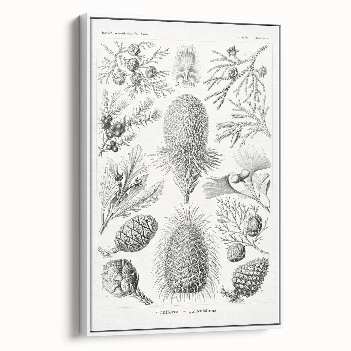 Modern Conifer Botanical Wall Art - Abstract Modern Art Prints