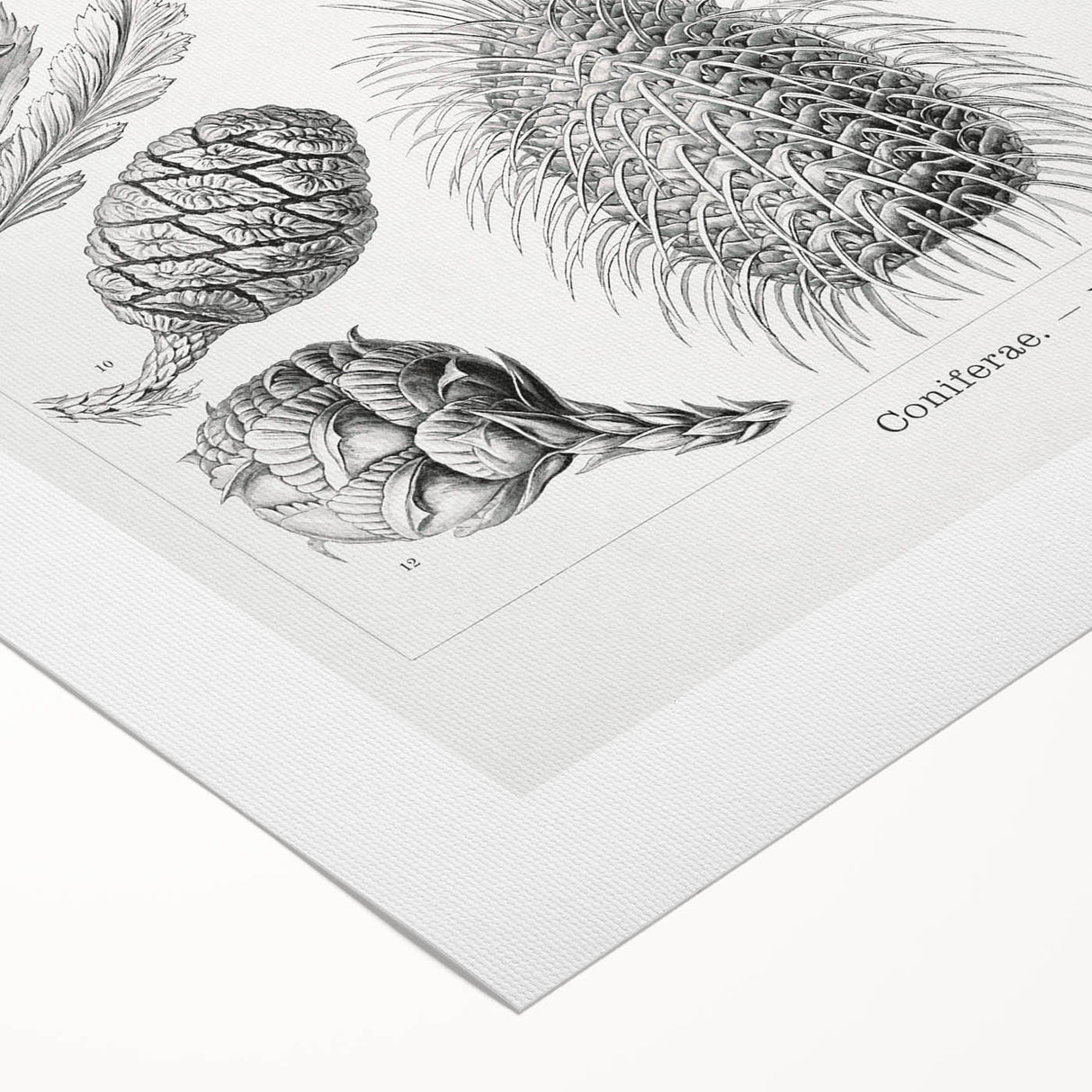 Modern Conifer Botanical Wall Art - Abstract Modern Art Prints