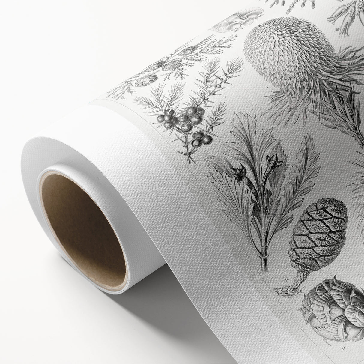 Modern Conifer Botanical Wall Art - Abstract Modern Art Prints