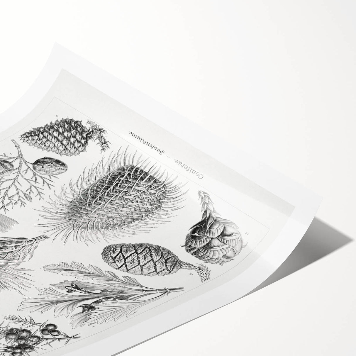 Modern Conifer Botanical Wall Art - Abstract Modern Art Prints