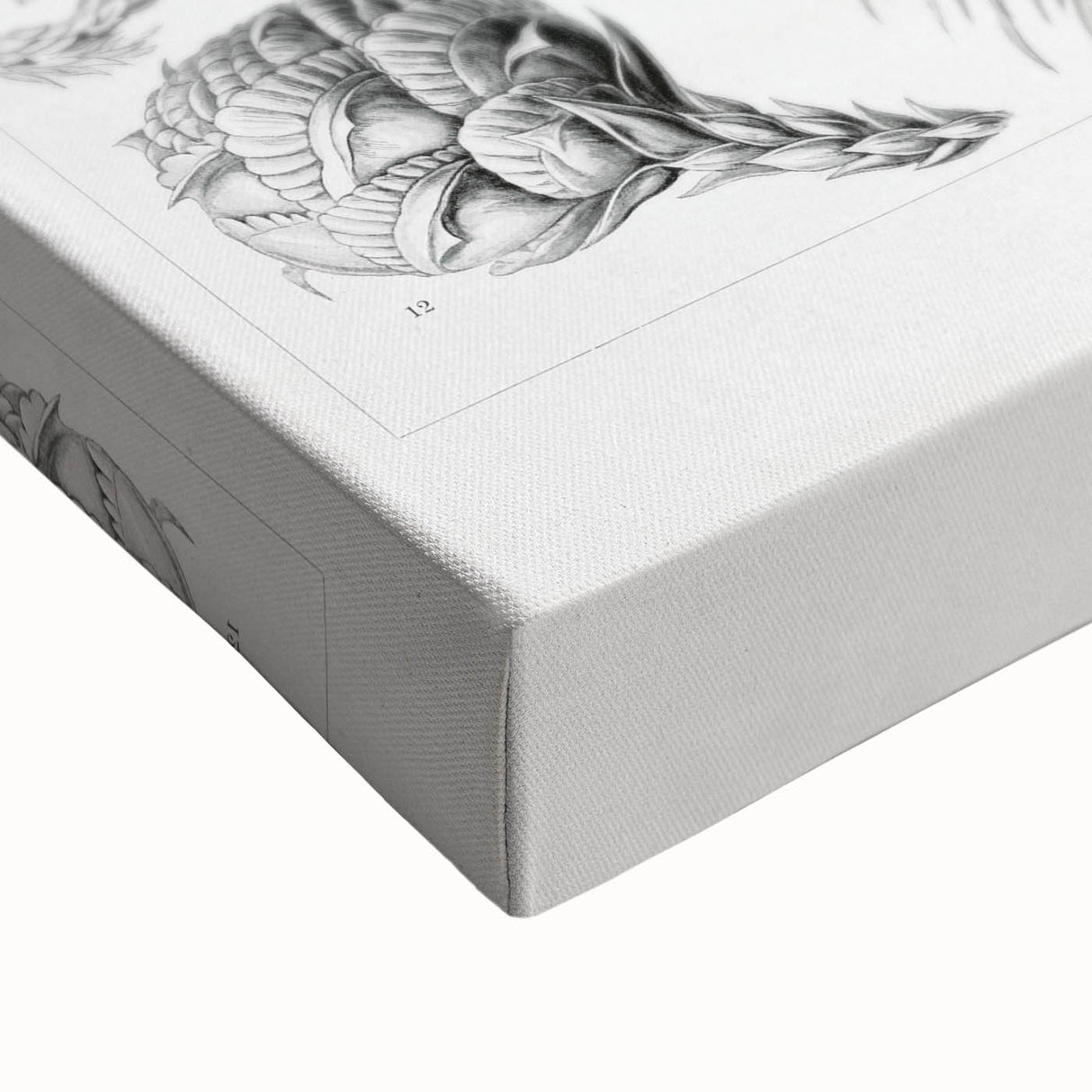 Modern Conifer Botanical Wall Art - Abstract Modern Art Prints