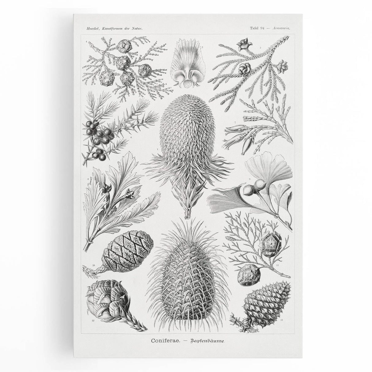 Modern Conifer Botanical Wall Art - Abstract Modern Art Prints