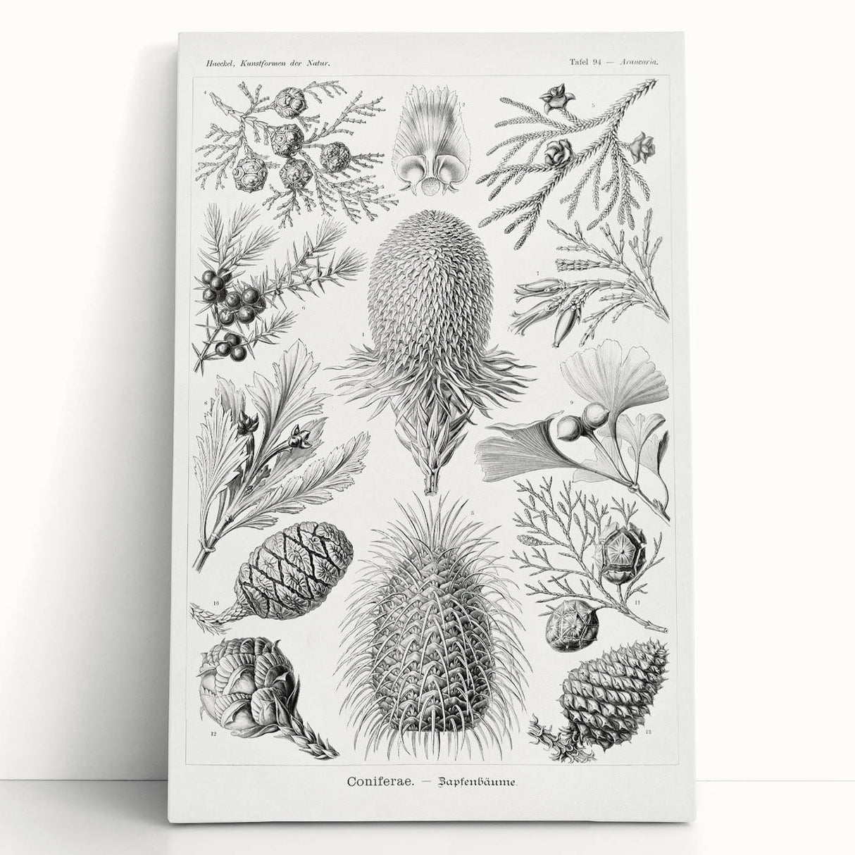 Modern Conifer Botanical Wall Art - Abstract Modern Art Prints