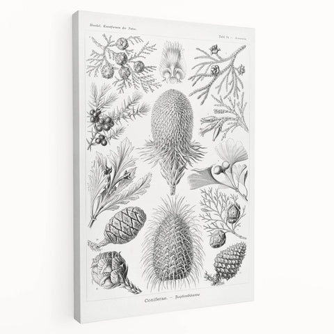 Modern Conifer Botanical Wall Art - Abstract Modern Art Prints