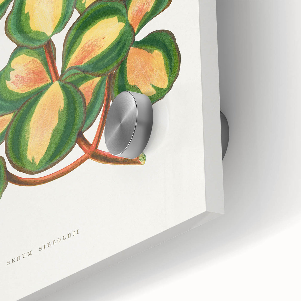 Romanticism Art - Stonecrop Leaf Illustration by Lydon & Fawsett Print