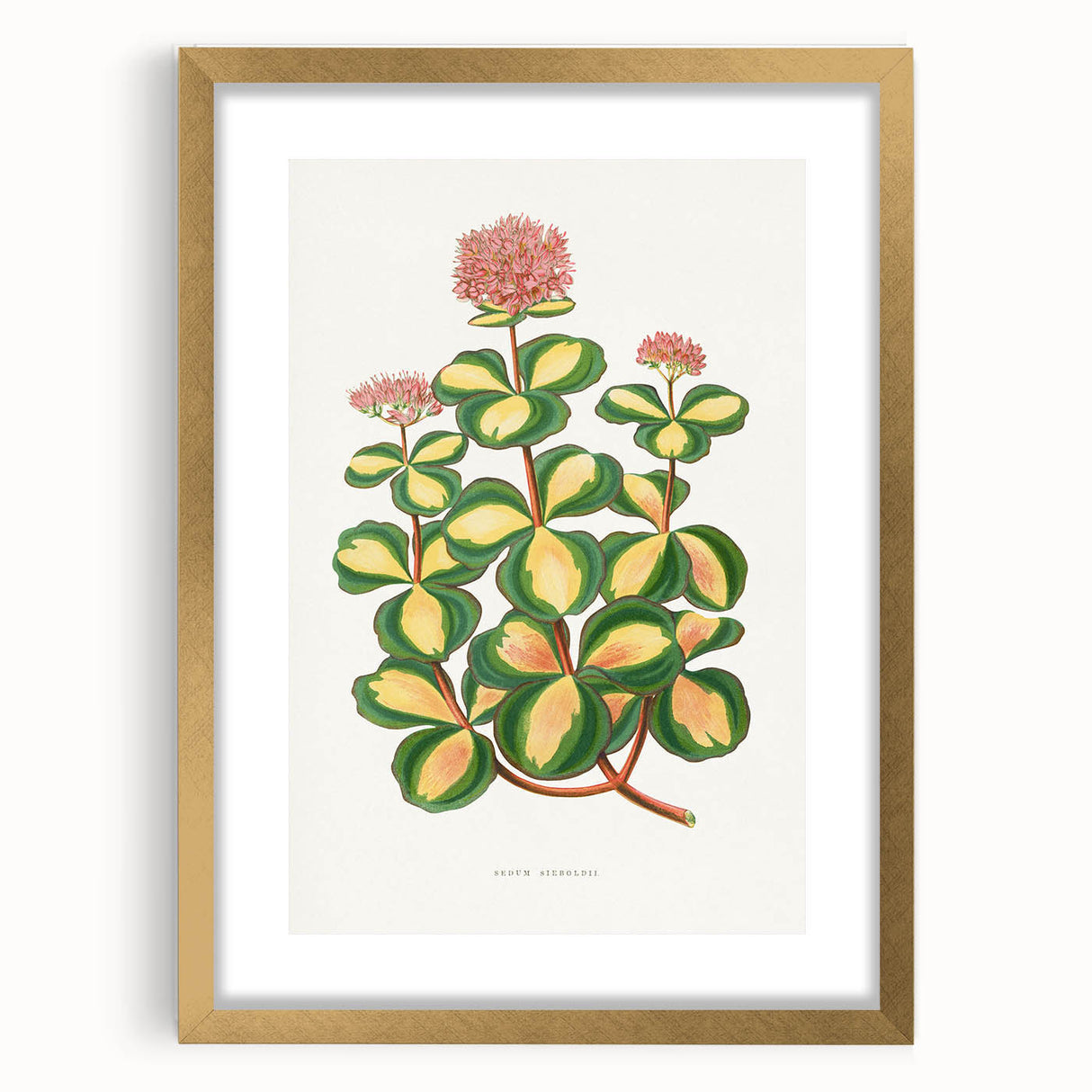 Romanticism Art - Stonecrop Leaf Illustration by Lydon & Fawsett Print