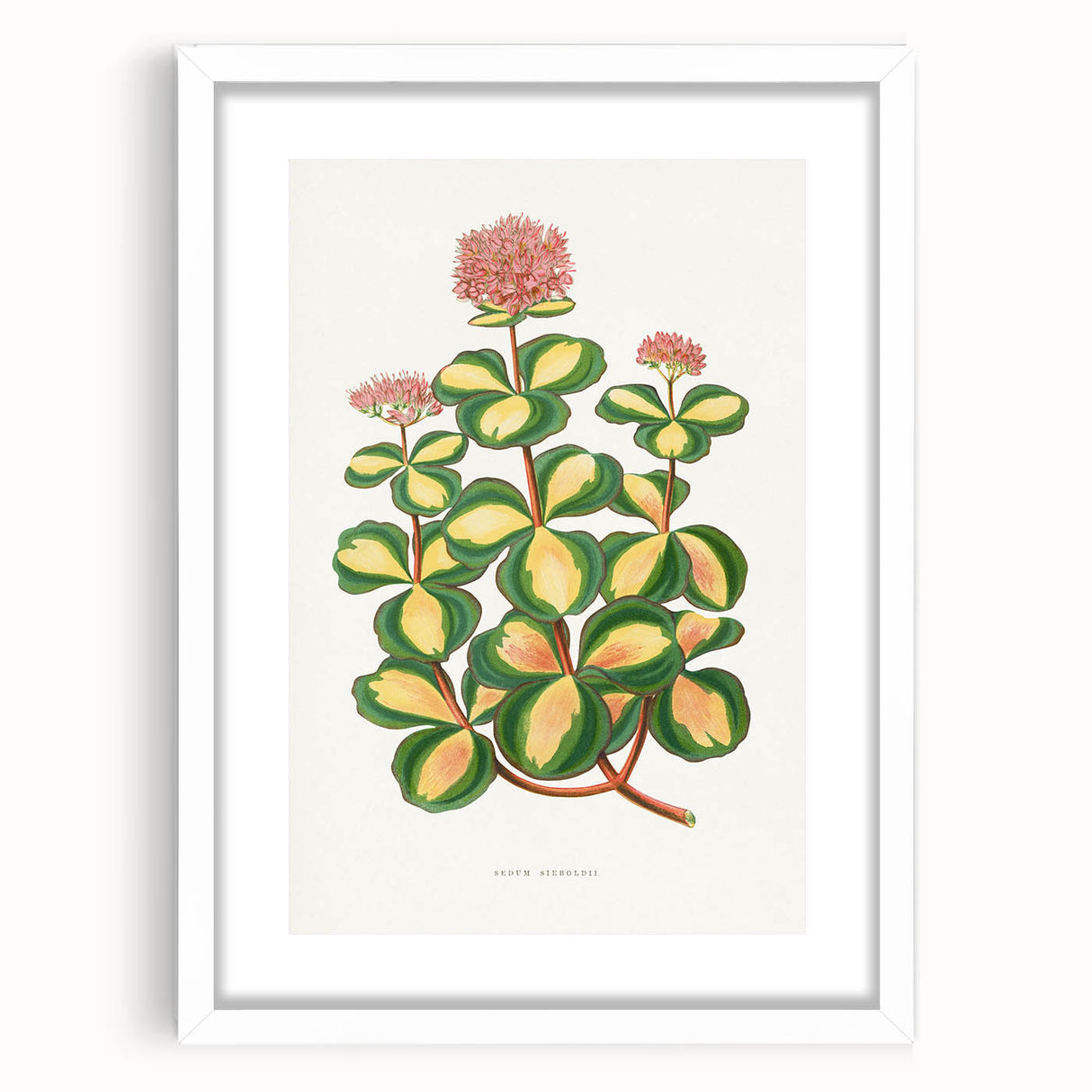 Romanticism Art - Stonecrop Leaf Illustration by Lydon & Fawsett Print