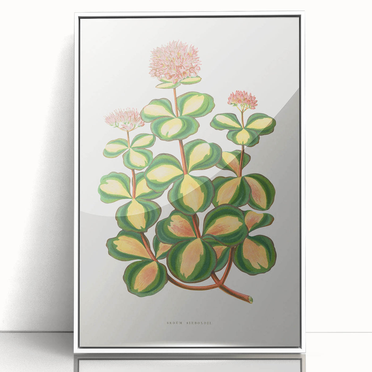 Romanticism Art - Stonecrop Leaf Illustration by Lydon & Fawsett Print