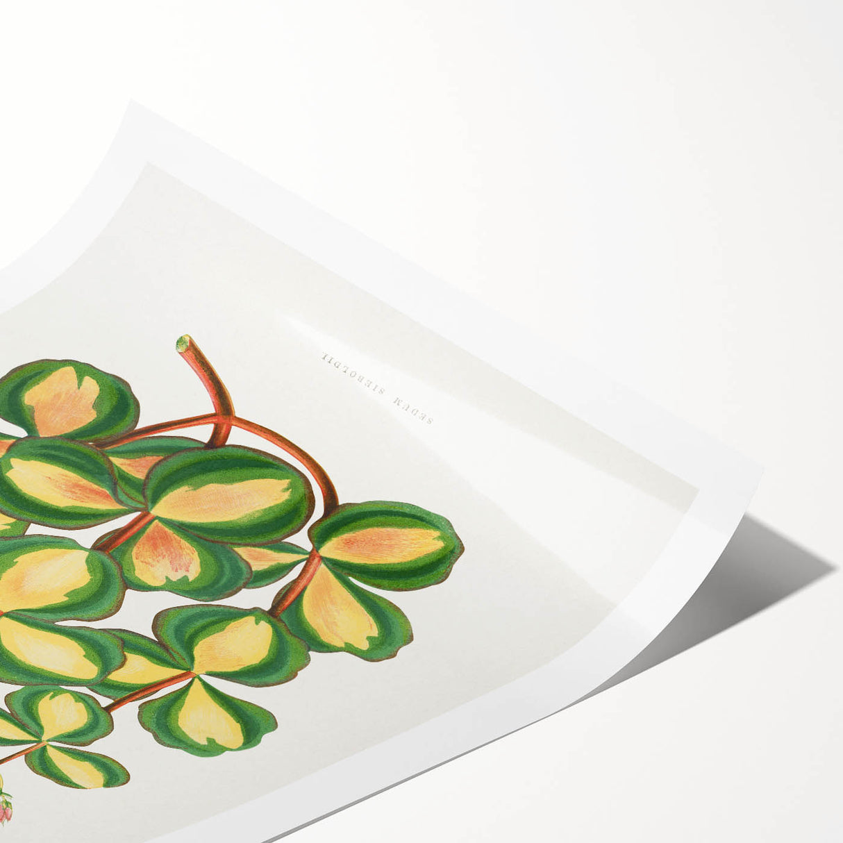 Romanticism Art - Stonecrop Leaf Illustration by Lydon & Fawsett Print